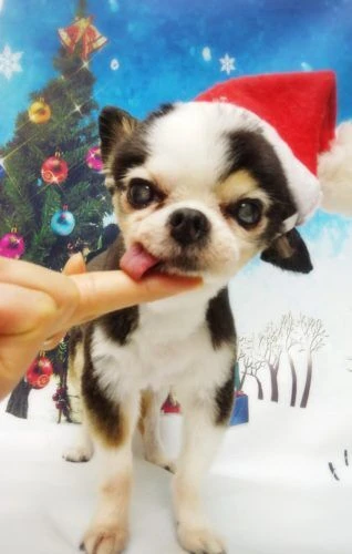 thumbnail_18-12-08-19-06-34-501_deco