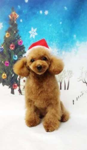 thumbnail_18-12-08-19-07-22-766_deco