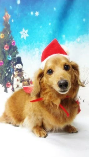 thumbnail_18-12-08-19-08-10-827_deco
