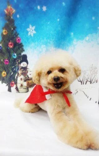 thumbnail_18-12-09-19-40-56-439_deco