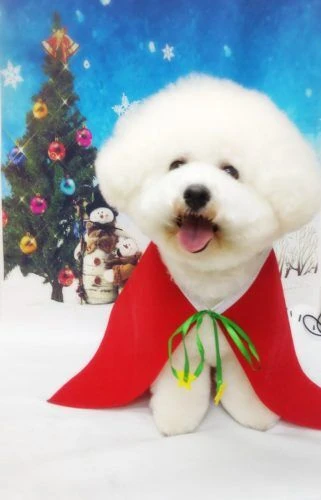 thumbnail_18-12-10-19-14-51-800_deco