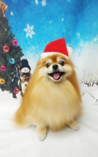 thumbnail_18-12-10-19-13-39-649_deco