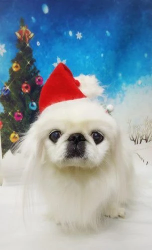 thumbnail_18-12-10-15-57-04-032_deco