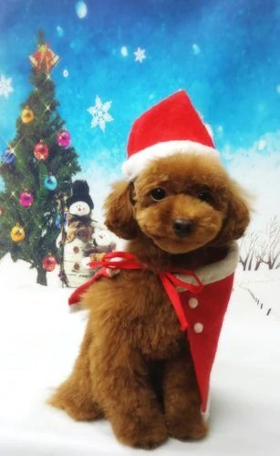 thumbnail_18-12-13-14-58-25-819_deco