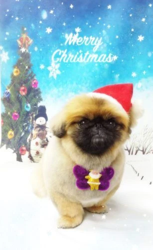 thumbnail_18-12-14-12-17-25-208_deco