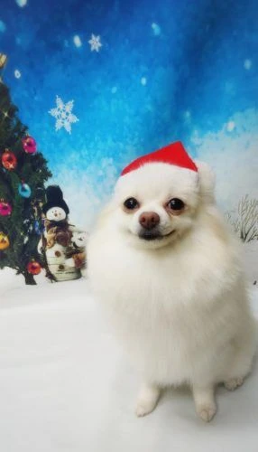 thumbnail_18-12-14-14-14-58-248_deco