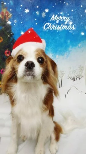 thumbnail_18-12-14-16-58-42-037_deco