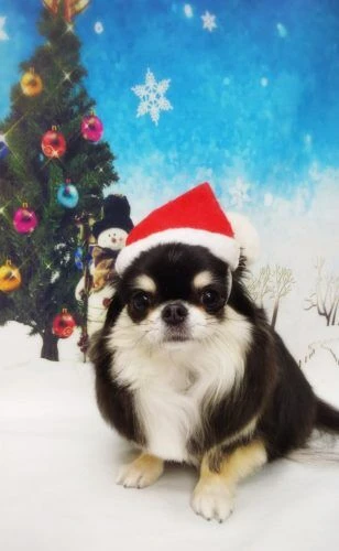thumbnail_18-12-14-17-37-00-941_deco