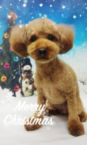 thumbnail_18-12-15-21-25-11-085_deco