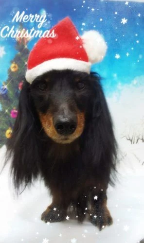 thumbnail_18-12-15-21-26-59-895_deco