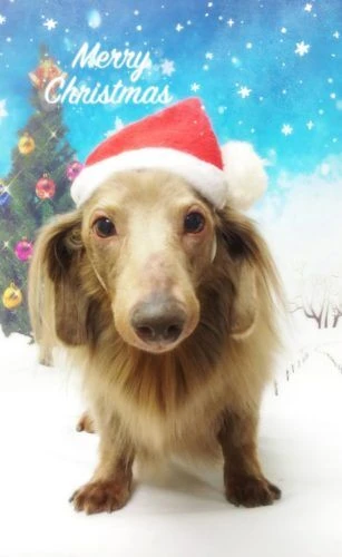 thumbnail_18-12-15-21-28-48-779_deco