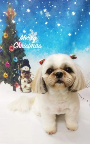 thumbnail_18-12-17-18-45-30-376_deco
