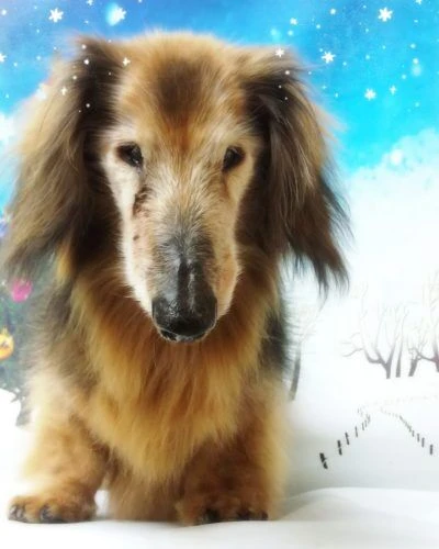 thumbnail_18-12-19-22-47-26-209_deco