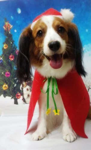 thumbnail_18-12-19-11-43-02-588_deco
