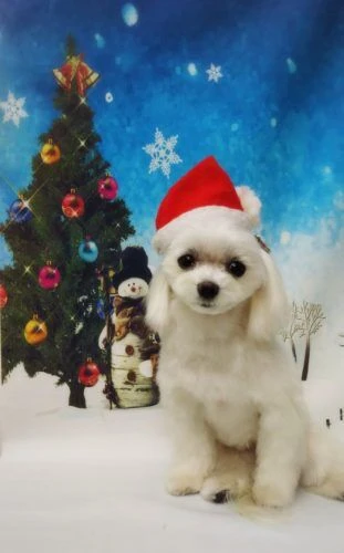 thumbnail_18-12-19-16-05-51-449_deco