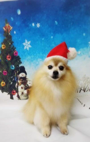 thumbnail_18-12-19-16-08-53-388_deco
