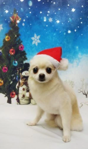 thumbnail_18-12-20-22-19-55-985_deco