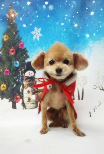 thumbnail_18-12-20-22-21-25-258_deco