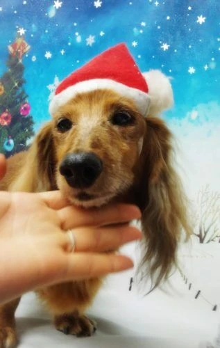 thumbnail_18-12-20-22-19-09-951_deco