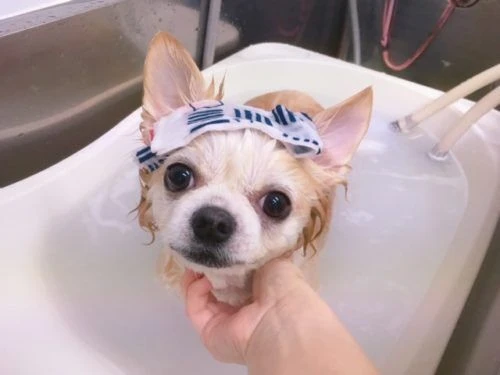 thumbnail_image1