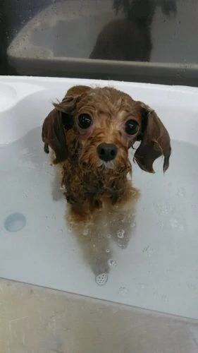 dsc_0016