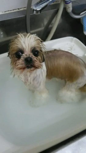 dsc_0007
