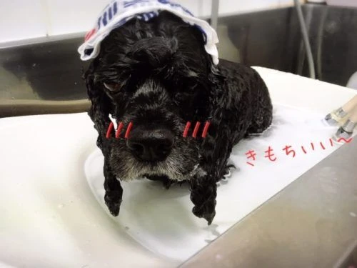thumbnail_image1