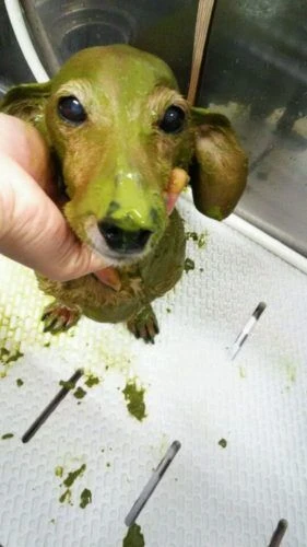 dsc_0003