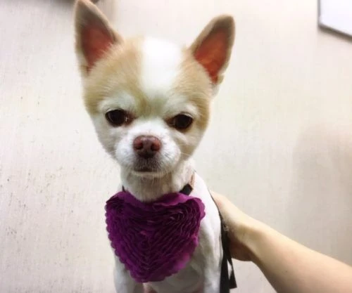 thumbnail_image1