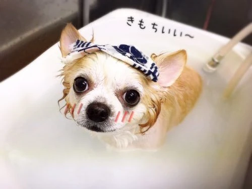 thumbnail_image1