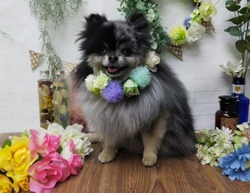 thumbnail_img_20190219_125226