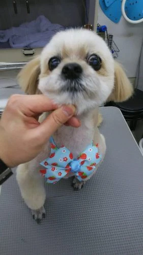 dsc_0019