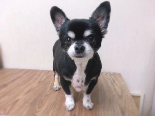 thumbnail_image1