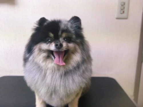 thumbnail_image1