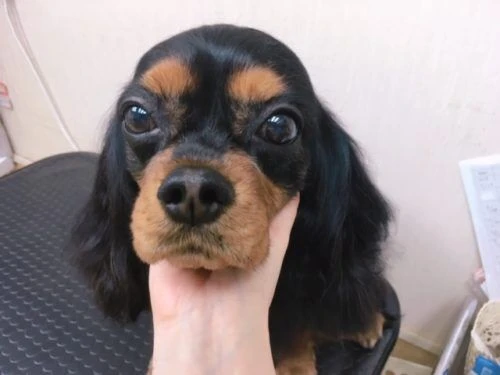thumbnail_image1