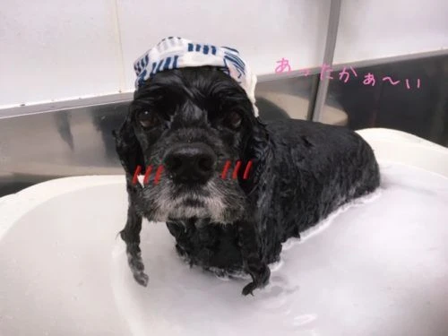 thumbnail_image1