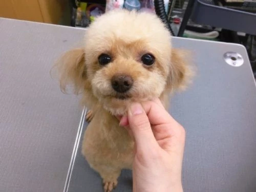thumbnail_image1