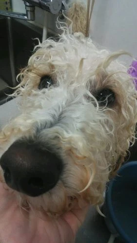 dsc_0018