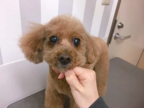 thumbnail_image1