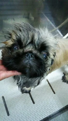 dsc_0011
