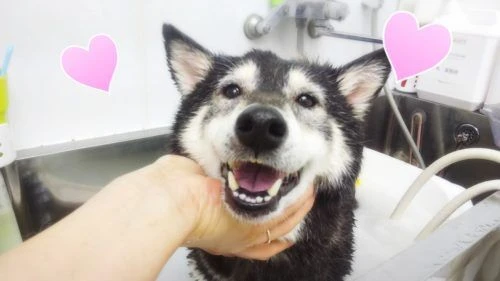 thumbnail_19-06-03-11-47-23-114_deco