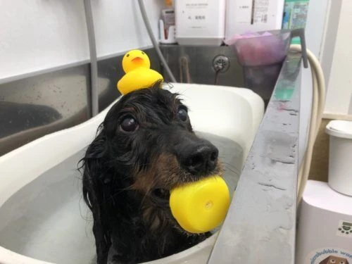 thumbnail_image1