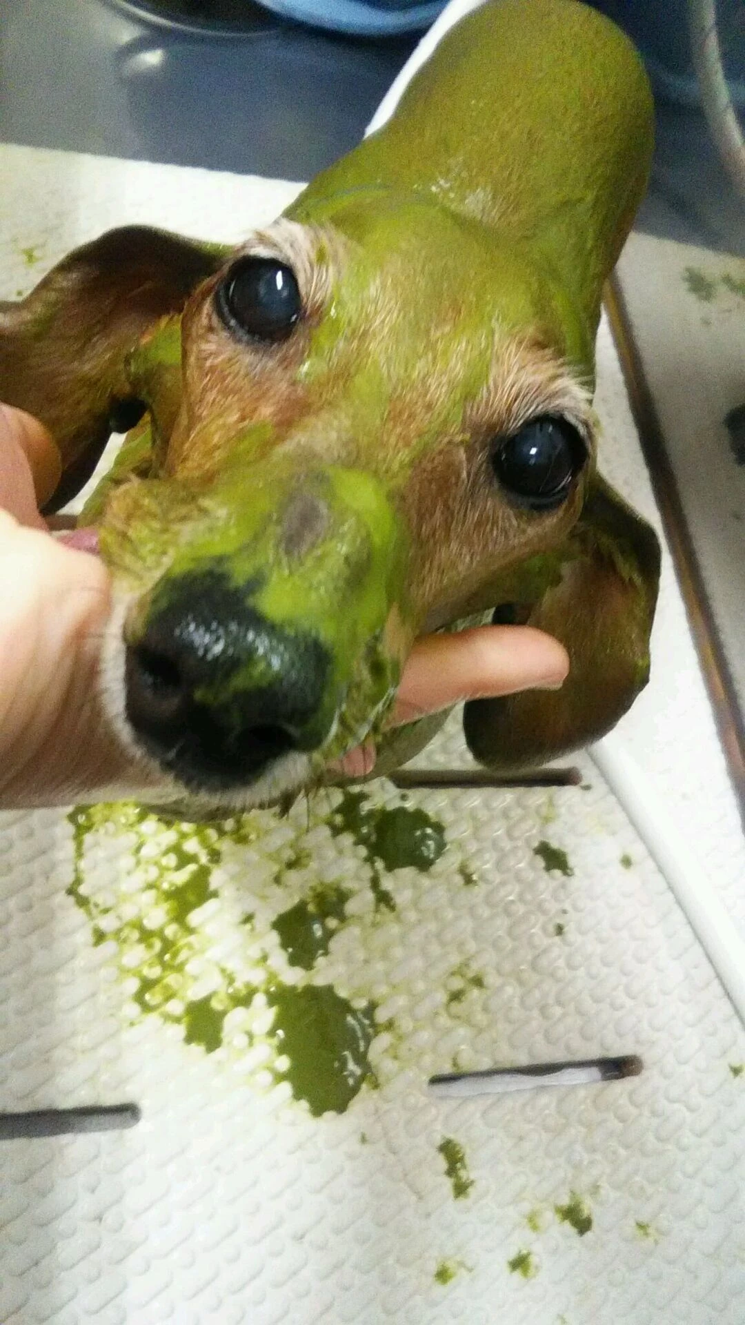dsc_0011