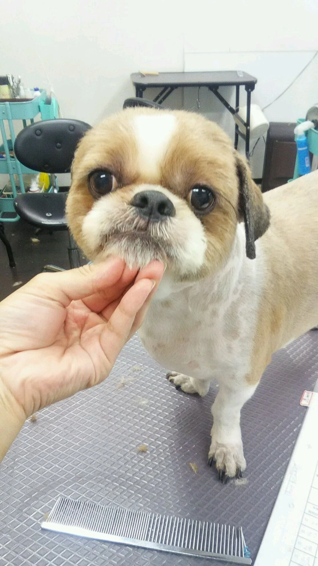 dsc_0010