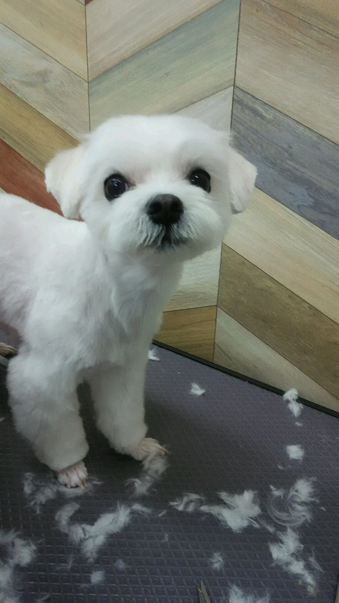 dsc_0011