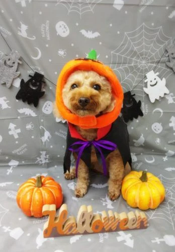 thumbnail_19-10-10-10-39-28-462_deco