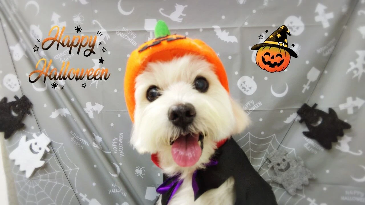 thumbnail_19-10-11-20-43-35-468_deco