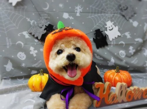thumbnail_19-10-11-20-42-07-310_deco