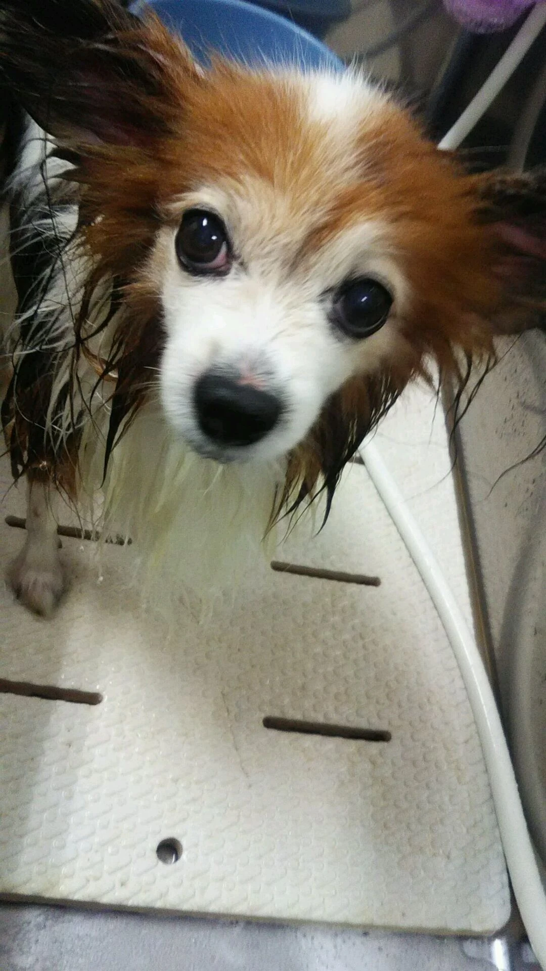 dsc_0003