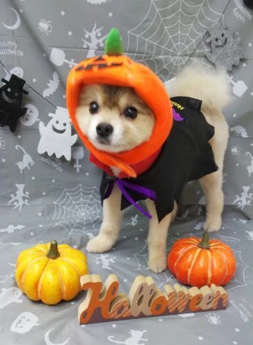 thumbnail_img_20191015_233541